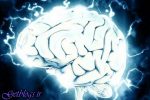 ارتباط بین قد و هوش ناشی از اندازه مغز است